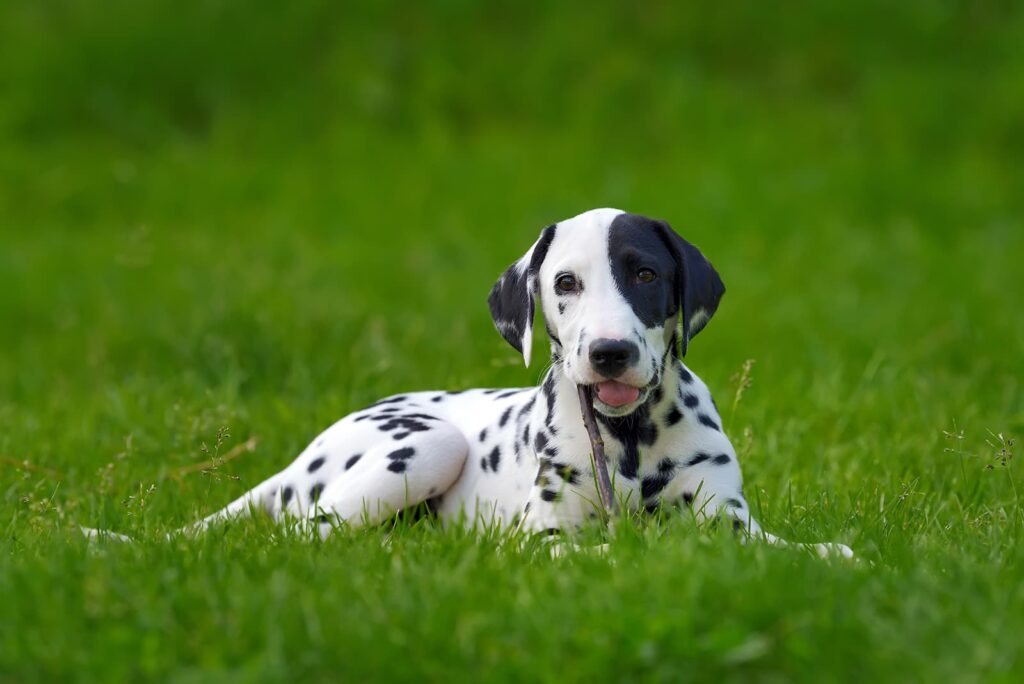 Formule Progression pour chien Reims