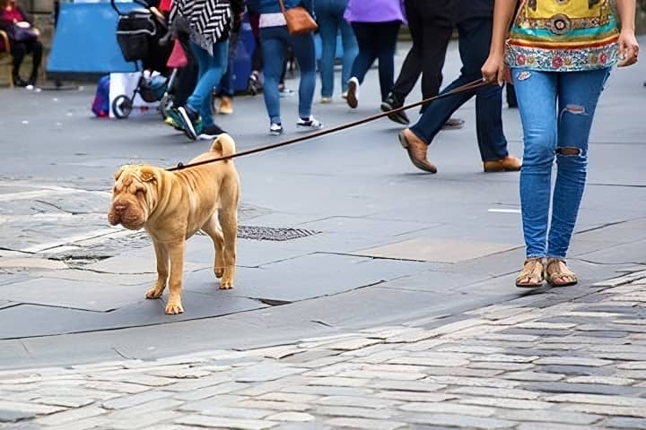Formule Découverte en éducation canine Reims