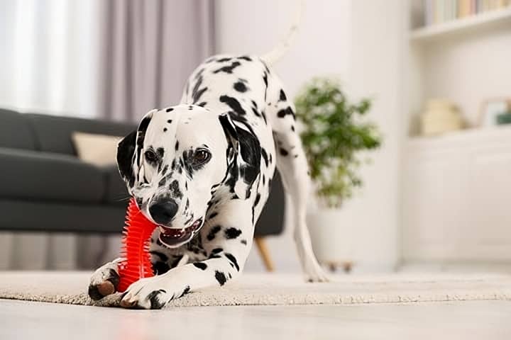 Bilan comportemental à domicile à Reims – évaluation comportementale pour chien et chiot