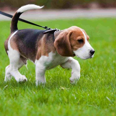 Éducation canine et Comportementaliste canin Reims